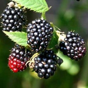 Rubus Fruticosus ‘Black Satin’