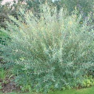 Salix Purpurea ‘Nana’