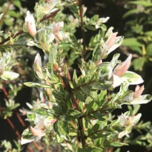 Salix Integra ‘Hakuro Nishiki’