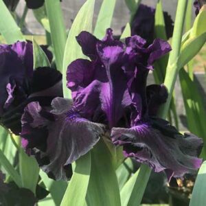 Iris Germanica ‘Ozark Rebounder’