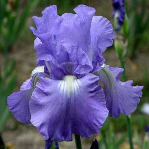 Iris Germanica ‘Victoria Falls’