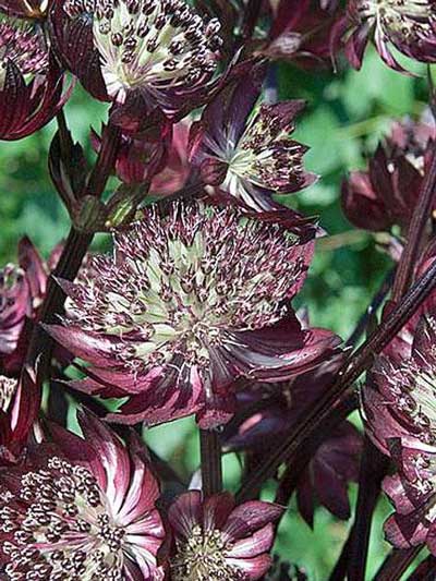 Astrantia Major Star Of Fire