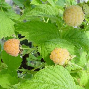 Rubus Idaeus ‘Fall Gold’