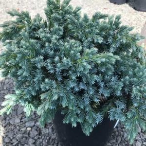 Juniperus Squamata ‘Blue Star’