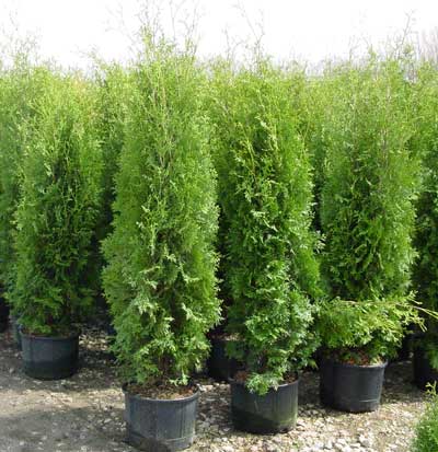 Thuja Occidentalis ‘Skybound’