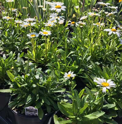 Leucanthemum × Superbum  ‘Snow Lady’