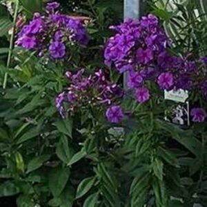 Phlox Paniculata ‘Purple Flame’