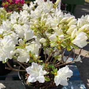 Rhododendron (Azalea)  ‘Hino White’