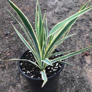 Yucca Filamentosa ‘Bright Edge’