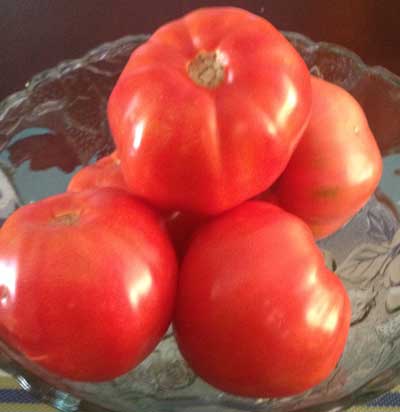 Tomatoes, Heirloom & Beefsteak (Indeterminate)