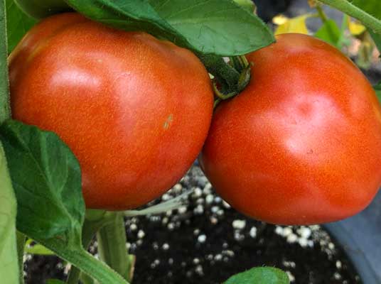 Tomatoes, Patio (Determinate)