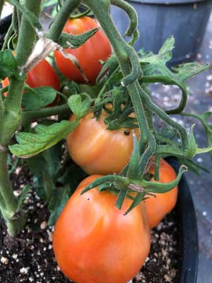 Tomatoes, Paste And Plum