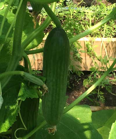 Cucumbers And Squash