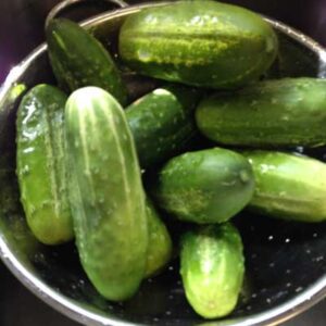 Pickling Cucumber