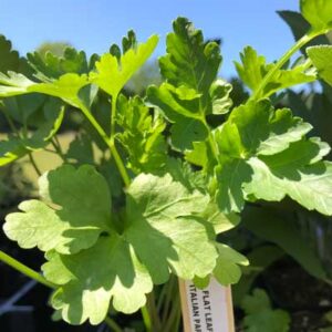 Parsley, Giant Of Italy Flat Leaf