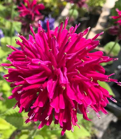 Monarda ‘Fireball’