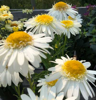 Leucanthemum × Superbum ‘Real Glory’