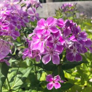 Phlox Bambini Series® Paniculata ‘Lucky Lilac’